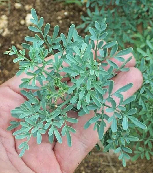 Planta de Ruda: Cuidados, Usos y Beneficios | Verde Jardín