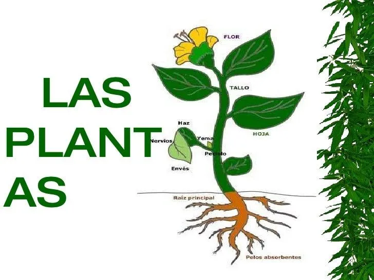 Planta y señala sus partes - Imagui