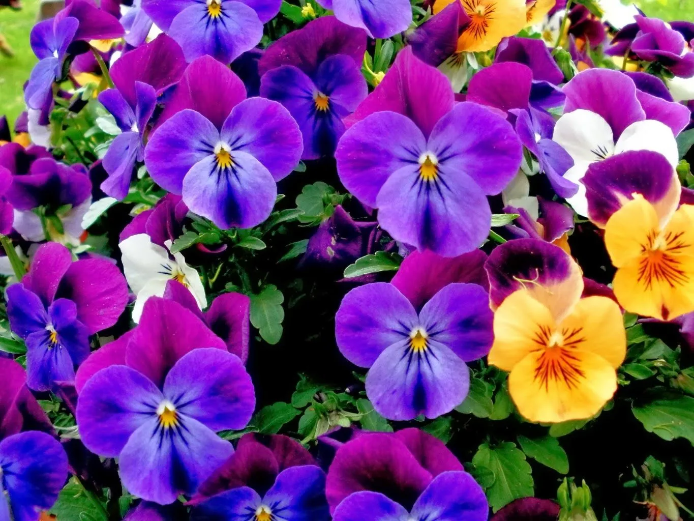 PlantaMer: Los Colores de las Flores PlantaMer: Los Colores de las Flores