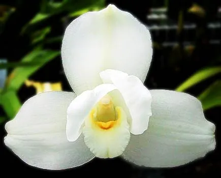PlantaMer: Flor Nacional de Guatemala, Monja Blanca PlantaMer: Flor Nacional de Guatemala, Monja Blanca