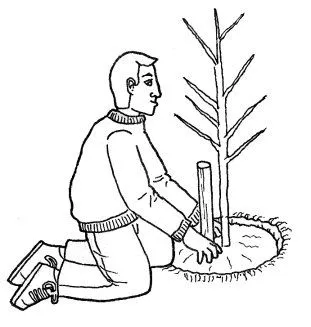 Plantar un árbol