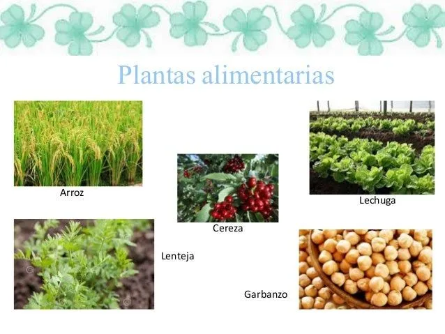 plantas-10-638.jpg?cb=1447370294