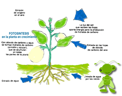 LAS PLANTAS : mayo 2014