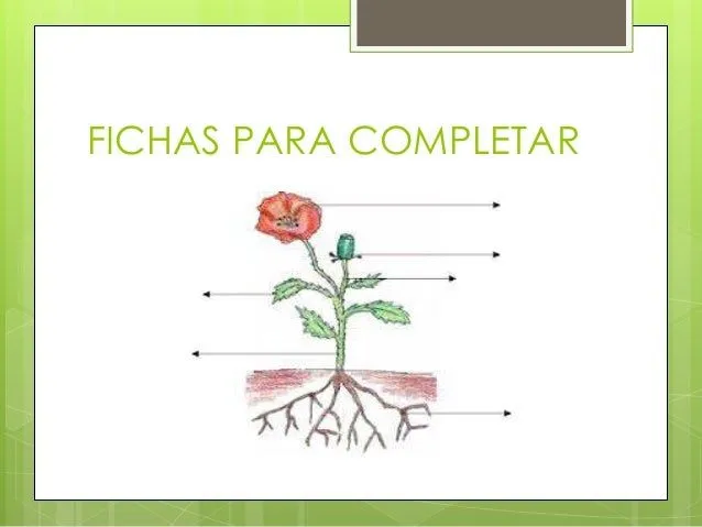 plantas-18-638.jpg?cb=1401638961