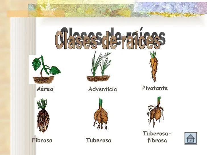las-plantas-5-728.jpg?cb= ...