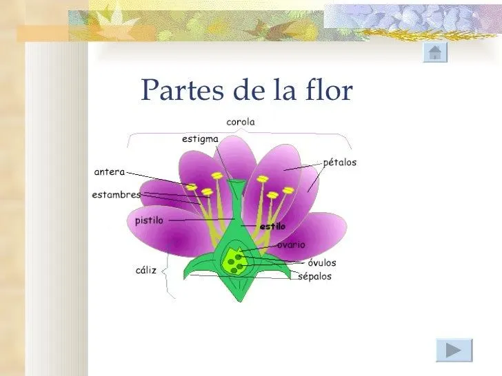 las-plantas-8-728.jpg?cb= ...