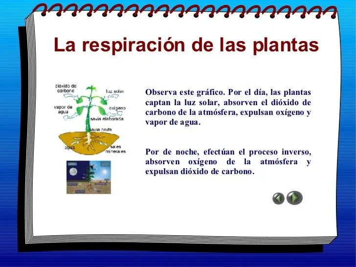 las-plantas-5-728.jpg?cb= ...