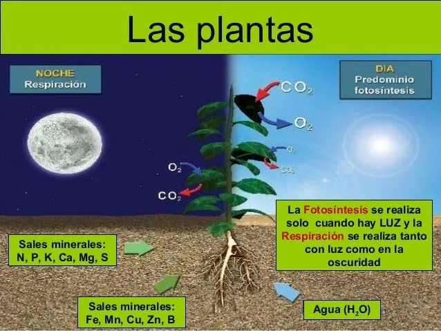 Las plantas