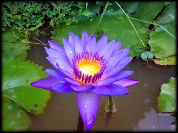 Plantas acuaticas sus imagenes y sus nombres - Imagui Plantas acuaticas sus imagenes y sus nombres - Imagui