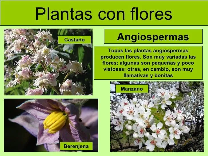 Las plantas (adaptada)