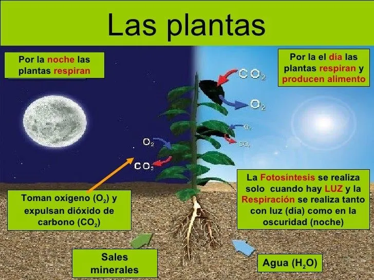 Las plantas (adaptada)