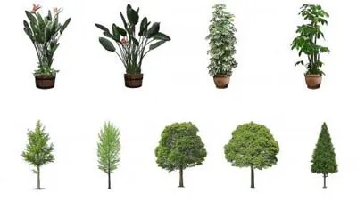 plantas.jpg