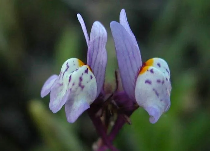 Plantas Archives - Blog de Floristería Lysa Flores