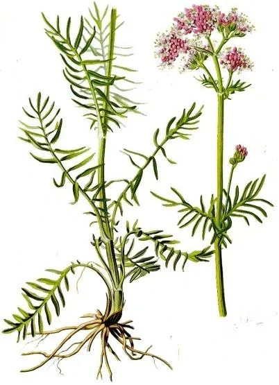 PLANTAS AROMÁTICAS, CONDIMENTARIAS Y MEDICINALES