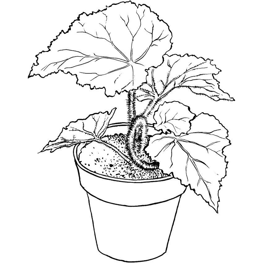 Plantas para colorear.