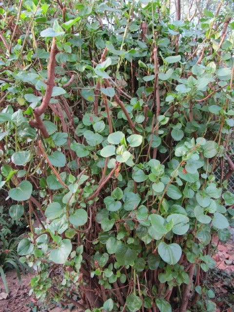 Las plantas comestibles silvestres de Abla | Vive Abla Las plantas comestibles silvestres de Abla | Vive Abla