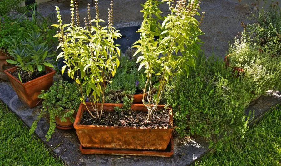 plantas que crecen en agua | facilisimo.com plantas que crecen en agua | facilisimo.com