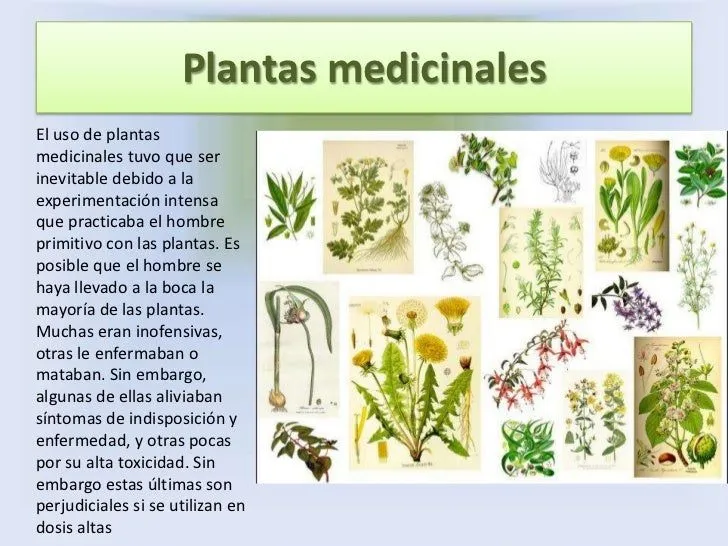 plantas-de-importancia- ...