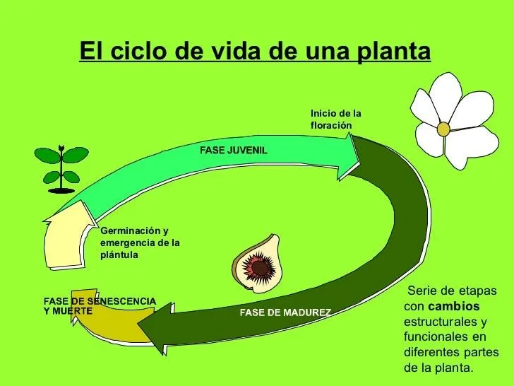 u-n-i-d-a-d-7-las-plantas-con- ...