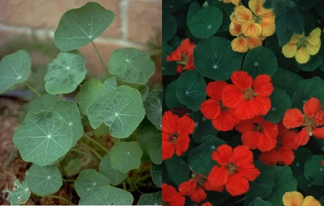 Plantas y sus nombre - Imagui