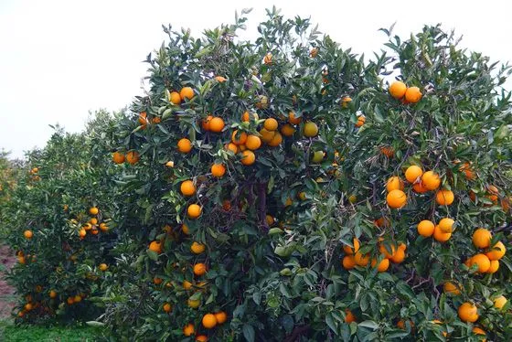 Imagenes de arboles con flores y frutos - Imagui