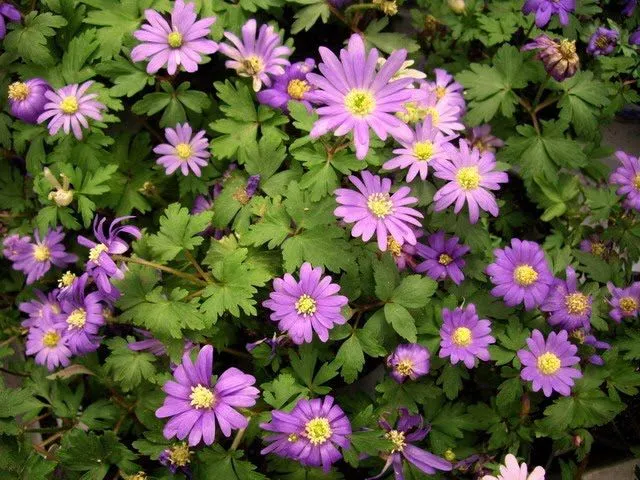 Plantas y flores: Anemone blanda