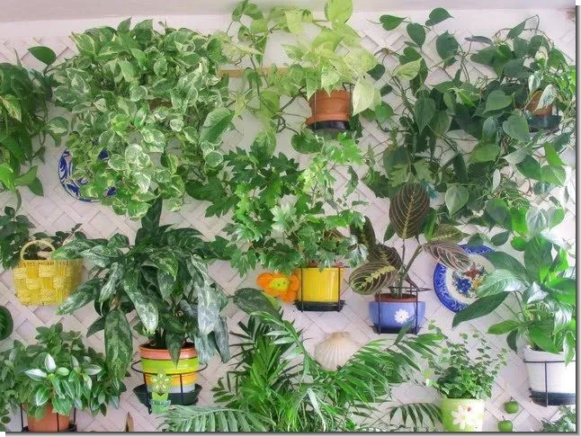 Plantas y flores: Las plantas y la salud Plantas y flores: Las plantas y la salud