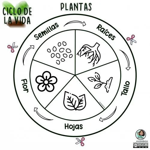 Las plantas foldables, recortes o para colorear Las plantas foldables, recortes o para colorear