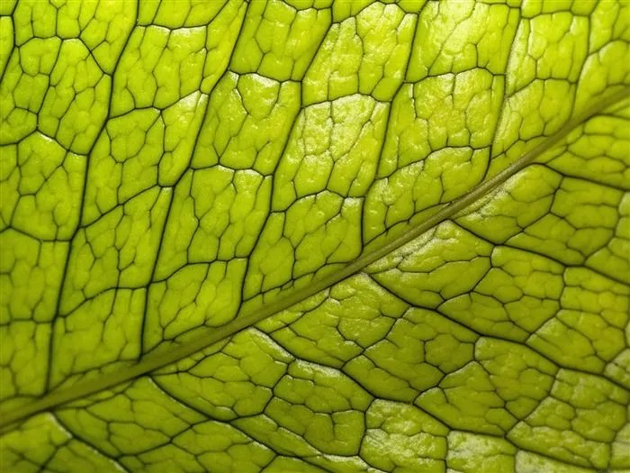 Plantas Fondos de color Verde Hoja #20 - Fondo de pantalla de ... Plantas Fondos de color Verde Hoja #20 - Fondo de pantalla de ...