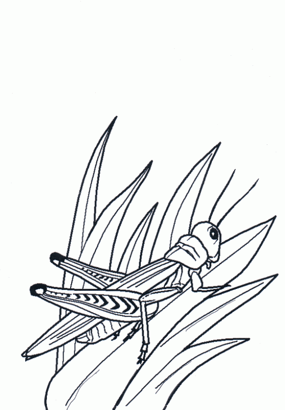 Dibujo de Saltamontes en las plantas. Dibujo para colorear de ... Dibujo de Saltamontes en las plantas. Dibujo para colorear de ...