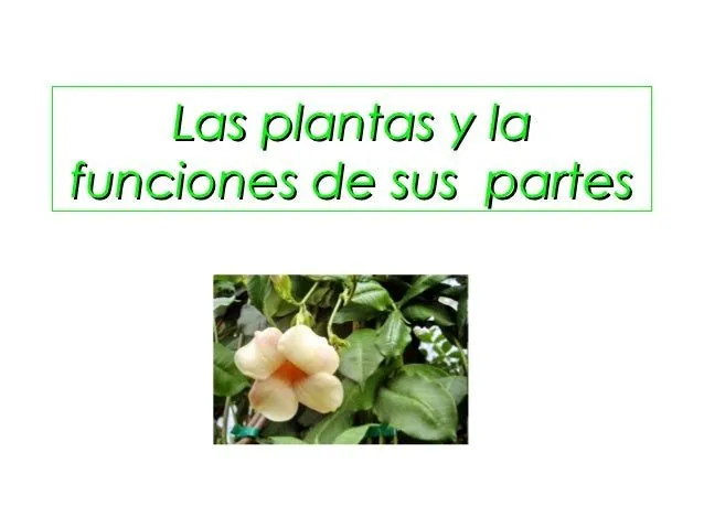 Las plantas y la funciones de sus partes