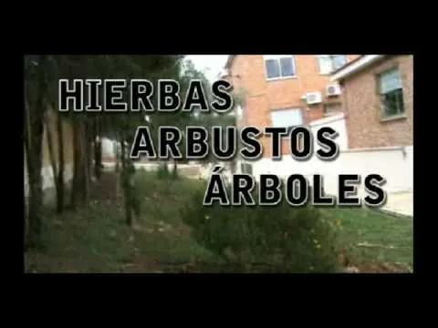 Las Plantas, Hierbas, Arbustos y Árboles - YouTube