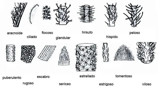 Las plantas. Hojas
