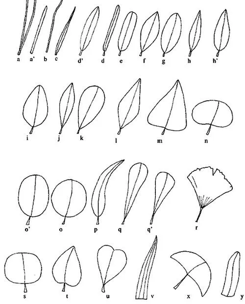 forma-hojas.jpg