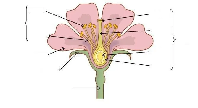 Las Plantas y Los Hongos: Actividad 6: ¿Cómo es el "cuerpo" de una ...