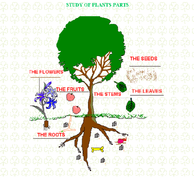 Recursos con la etiqueta partes de las plantas - Didactalia ... Recursos con la etiqueta partes de las plantas - Didactalia ...