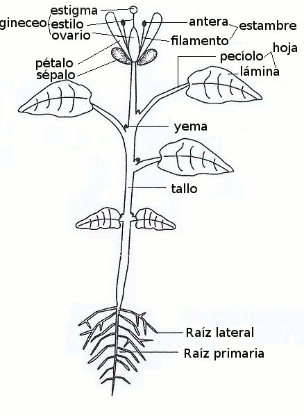 Plantas de interior: Plantas de interior | Definición Plantas de interior: Plantas de interior | Definición