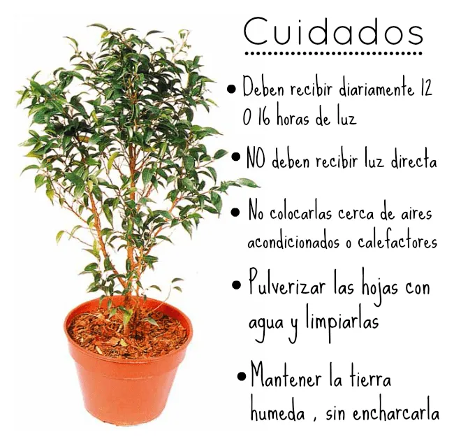 Plantas de interior | Consejos y tips / Experimento Casa Plantas de interior | Consejos y tips / Experimento Casa