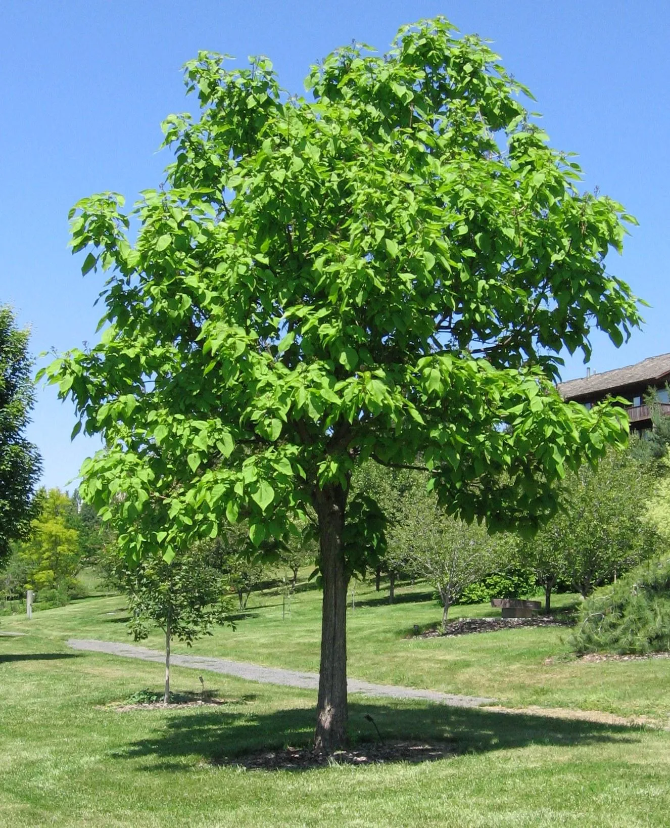 ... de las plantas y el jardin: Catalpa un bonito árbol con flores ... de las plantas y el jardin: Catalpa un bonito árbol con flores