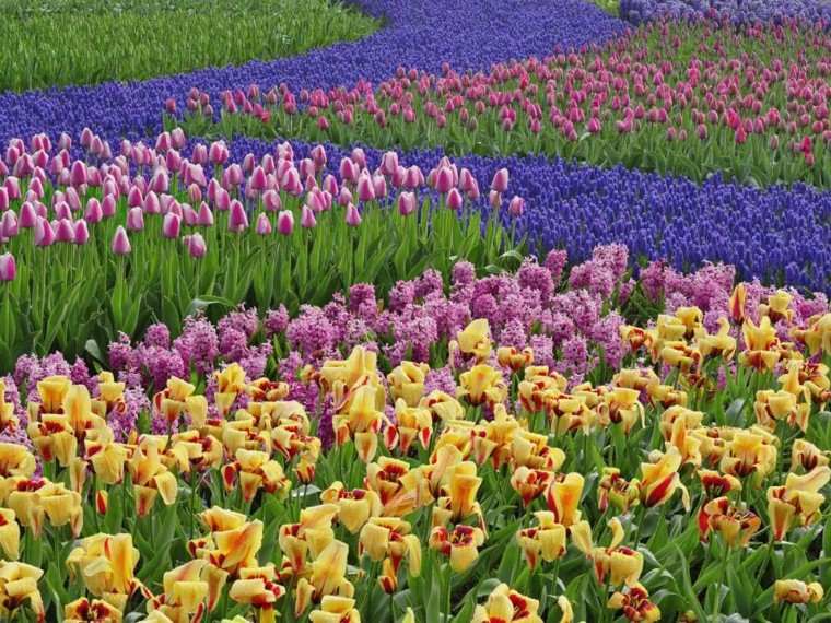 Plantas de jardín para una primavera a todo color
