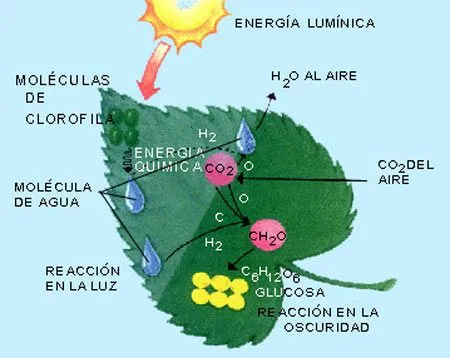 las plantas | kaskpurem