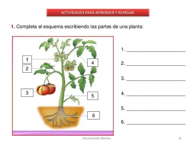 Las plantas (material adaptado)