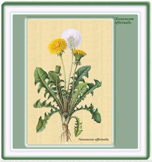 PLANTAS MEDICINALES