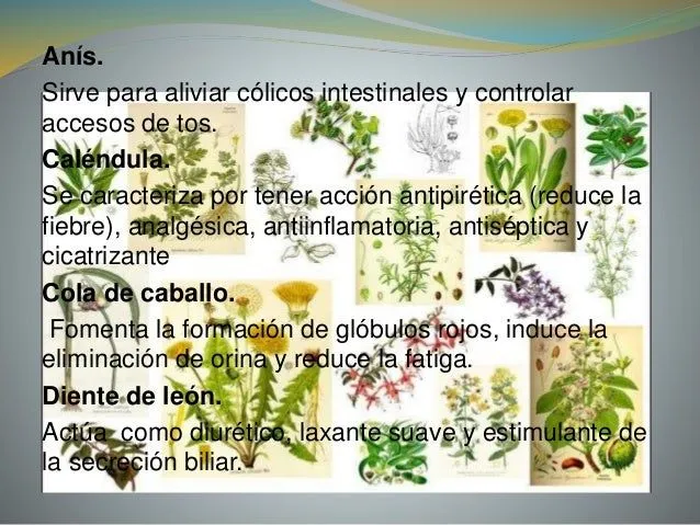 Plantas medicinales