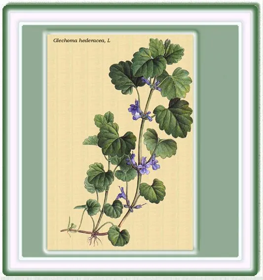PLANTAS MEDICINALES