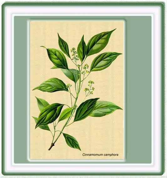PLANTAS MEDICINALES
