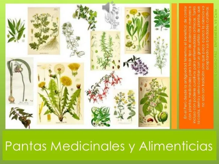 PLANTAS MEDICINALES Y ALIMENTICIAS