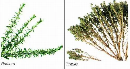 Las plantas medicinales buco-dentales hoy en día | Gaceta Dental