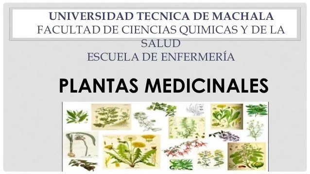 Plantas medicinales y sus efectos en el ser power