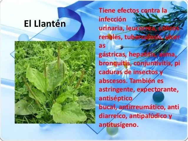 plantas-medicinales-lidia- ...